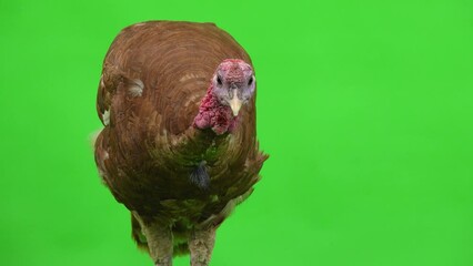 Sticker - male turkey portrait on green screen. studio