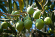 Detail of olive tree, Olea Europaea, branch full with olives before harvest, Mediterranean fruit from Dalmatia, Croatia