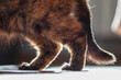 © Roman - The hind legs of a domestic cat walking around the room. Painful joints of an old cat