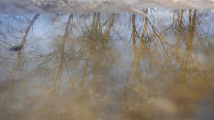 Wall Mural - reflections of brown winter trees on calm surface of puddle made with melting snow. branches of tree