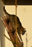 Fototapeta Zwierzęta - Kot na drabinie