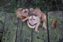 Common Squirrel Monkey (Saimiri Sciureus) Cebidae Family. Amazon Rainforest, Brazil