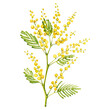 A sprig of Mimosa. Painted in watercolor on a white background. Spring yellow flowers.