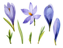 Purple Crocuses Painted In Watercolor. A Clip Art Of Spring Flowers On A White Background.