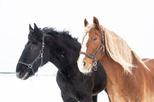 Beautiful Draft Horses In Winter Snowstorm With Flowing Manes