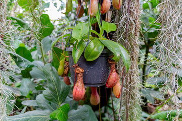 Wall Mural - Nepenthes ventrata, a carnivorous plant