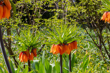 Wall Mural - Fritillaria imperialis in botanical garden.