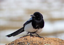 A Close Up Of A Black-billed Magpie At Estes Park In Colorado. 