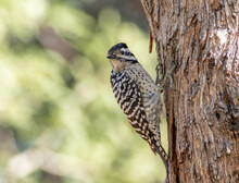 A Ladder-backed Woodpecker Perched On The Side Of A Tree. 