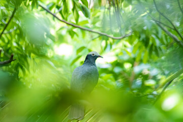 Wall Mural - a white-crowned pigeon watches through the tropical canopy in the florida keys.