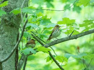Wall Mural - a pair of wood thrush sit in a maple tree during migration in may.