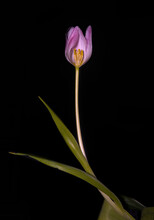 A Closeup Of A Pink Tulip Blossom, Green Leaves With A Black Background