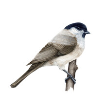 Marsh Tit Bird. Watercolor Illustration. Hand Drawn Realistic Poecile Palustris On White Background. Small Cute Chickadee On A Tree Branch. Marsh Tit Forest Bird Perched On A Branch Illustration