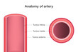 Anatomy of artery longitudinal and cross section.