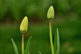 Fototapeta  - tulip in the garden
