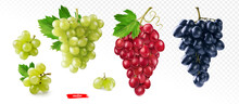 Set Of Green, Black And Pink Grape Isolated. Realistic Vector Illustration Of Different Grapes.