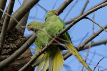 A Pair Of Green Parrots