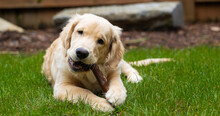 Cute Golden Retriever Puppy Dog Chewing On A Toy Stick In The Back Yard On Green Grass