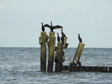 Cormorants And Sea