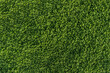 Natürliche grüne Kleblätter als Hintergrund - Textur