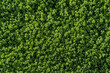 Natürliches grünes Kleeblatt Feld als Hintergrund - Textur