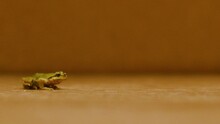 Tree Frog Jumps On House Floor