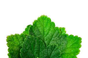 Wall Mural - Fresh leaves of black currant isolated on a white background. Top view.
