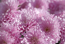 Flower Head. Bouquet Of Pink Autumn Chrysanthemum.  Floral Background.Background Of Many Small Pink Flowers Of Chrysanthemum. Beautiful  Chrysanthemums Flowers Blooming In Garden At Spring Day