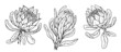 A set of linear sketches of a protea flower.Vector graphics.