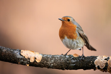 Poster - European robin (Erithacus rubecula)