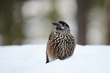 Poster - Eurasian nutcracker (Nucifraga caryocatactes) in the snow, in winter time.