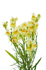 Wall Mural - Linaria vulgaris plant (the common toadflax, yellow toadflax or butter-and-eggs) with flowers and leaves isolated on a white background.