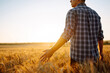 © maxbelchenko - Man walking during sunset and touching wheat ears in gold field. Agriculture, gardening, business or ecology concept.