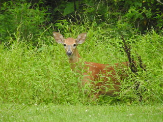 Wall Mural - A whitetail deer doe peeking out of the green foliage in Elkton, Cecil County, Maryland.