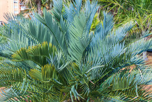 A Blue Cycad Of Species Encephalartos Princeps, Native To South Africa - Florida, USA