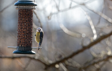 Wall Mural - bird sitting on feeder looking into the camera (Parus caeruleus, Blaumeise, blue tit) backlight, blurred background, autumn colours
