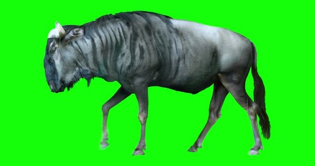 Wall Mural - Wildebeest is walking on a green screen. Animation of african mammal in isolated. Animal white color.