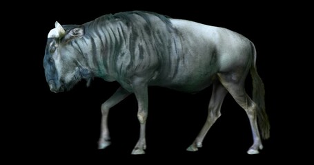 Wall Mural - Wildebeest cyclical walking realistic animation. Isolated animal video including alpha channel allows to add background in post-production.