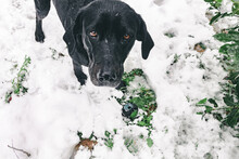 Black Dog Playing In Snow Covered Garden.