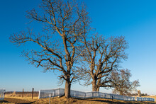 Bare Trees On A Sunny Winter Day Next To A Wooden Fence In The Gettysburg National Military Park In Gettysburg, Pennsylvania, USA