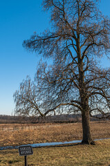 A bare tree next to a sign for Sickles Avenue in the Gettysburg National Military Park on a sunny winter day