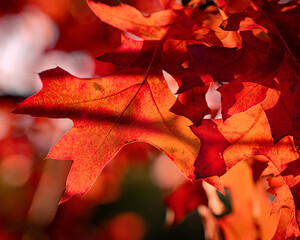 red maple leaf