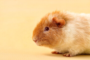 Wall Mural - Funny Guinea pig on beige background, closeup