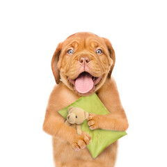 Poster - Yawning Mastiff puppy holds pillow and hugs toy bear.  isolated on white background