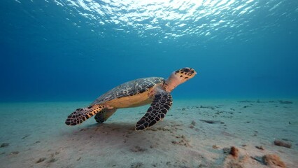 Wall Mural - Seascape with Hawksbill Sea Turtle in the coral reef of Caribbean Sea, Curacao