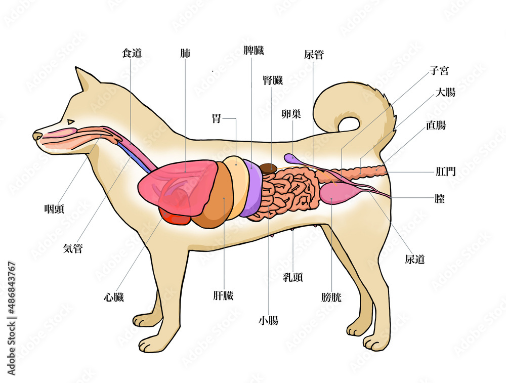 雌犬のからだ解剖図1 Stock Illustration | Adobe Stock 雌犬のからだ解剖図1 Stock Illustration | Adobe Stock