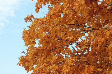 Wall Mural - autumn maple yellow leaves background