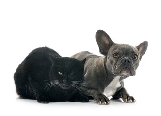 Canvas Print - french bulldog and cat