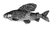 Siberian Grayling, Thymallus Arcticus. Fish Collection. Healthy Lifestyle, Delicious Food. Hand-drawn Images, Black And White Graphics.