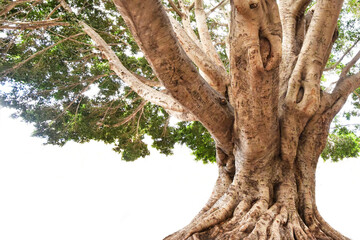 Old tree thick isolated , nature background plant